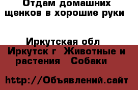 Отдам домашних щенков в хорошие руки! - Иркутская обл., Иркутск г. Животные и растения » Собаки   